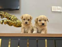Maltipoo yavrularımız yeni ailelerini bekliyor