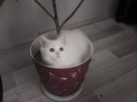 British Shorthair Kedilerimiz