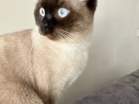 1 yaşında dişi british shorthair