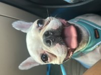 Ücretsiz Dişi French Bulldog