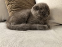 Sevimli dostum duman scottish fold
