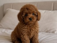 Poodle Yakışıklımız