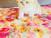 Nyv11 toparlak surat, mavi gözlü british shorthair