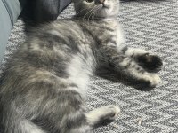Chinchilla kırması 2.5 aylık yavru