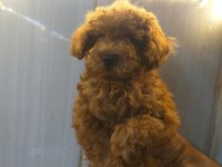 Sevimli ve Oyuncu Poodle Yavrularımız