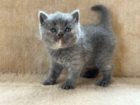 Eşsiz Güzellikte Blue British Shorthair