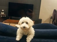 İZMİR MALTESE KÖPEĞİMİZ