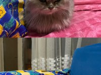 Scottish fold oscar için yuva arıyoruz
