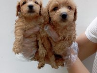 Muhteşem maltipoo yavrularımız
