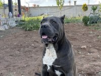 Sahiplendirilmeye hazır CANE CORSO YAVRULAR