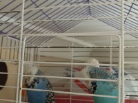 Show Jumbo muhabbet kuşu