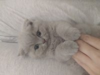 Scottish fold lilac rengin erkek bebek