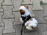 Karamel shih tzu