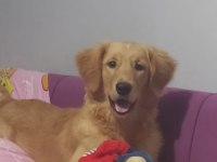 8 aylık golden retriever erkek