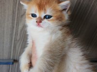 Altın rengi golden dişi yavru british shorthair
