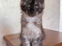 DEV black smoke erkek maine coon