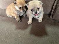 Pomeranian Boo bir dişi bir erkek