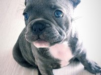 Orjinal blue french bulldog dişi 2 aylık