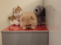 3 aylık dişi pomeranian
