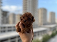 Mini Boy Toy Poodle