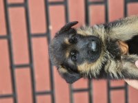 Fci scr alman çoban köpeği