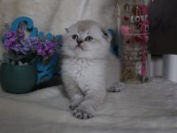 British shorthair ve scottish fold