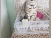 13 Aylık Dişi British Shorthair Aşıları Tam