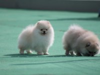 Pomeranian boo yavrular anne baba şecereli