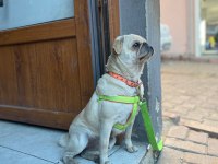 Egzotik Üretmek isteyenlere fırsat White Pug mops dişi