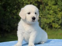 Golden Retriever Yavrular İçin Ulaşabilirsiniz