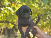 Egzotik Dişi Brindle Pug Yavrusu