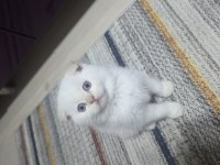 Güzel Gözlü Scottish Fold Kedimiz