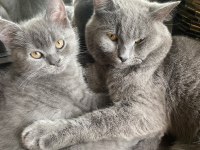 British shorthair yavruları