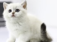 Gülen British Longhair Tostikler