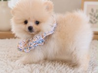 Pomeranian Yavrularımız Ped Eğitimli