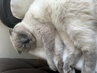 Ücretsiz scottish fold blue point