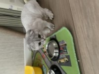 4-5 aylık eğitimli scottish fold kırık kulak