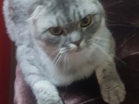 Sahibinden silver black scottish fold