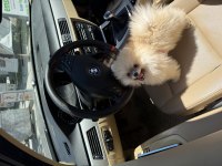 4 aylık dişi pomeranian boo