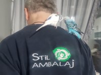 2 Adet muhabbet kuşu (Jumbo)