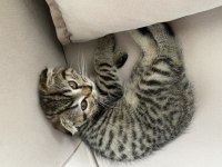 2.5 Aylık scottish fold sahiplendirmek istiyorum