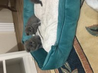 Evcil hayvanlar scottish fold