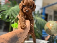 LİTTLEPAWS FARKI İLE KOREAN REDBROWN POODLE