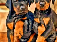 Doberman yavrularımız