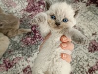 Safkan kaliteli blue ve bluepoint british shorthair yavrular