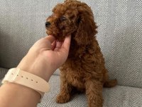 Orijinal toy poodle bebekleri