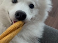 9 Aylık Eğitimli Dişi Samoyed Sahiplendirme