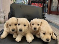Golden Retriever Yavrularım Sağlık Ve Irk Garanntili