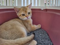 BRİTİSH GOLDEN SHORT HAİR YAVRUMUZ YENİ YUVASINI ARIYOR