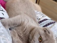 Dişi 8 aylık scottish fold